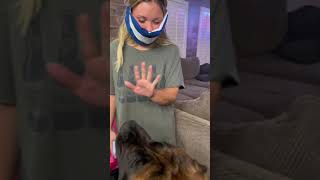 My GIANT Puppy FREAKS out after her surgery! #dog #dogs #cutedog #funnydogs #shorts