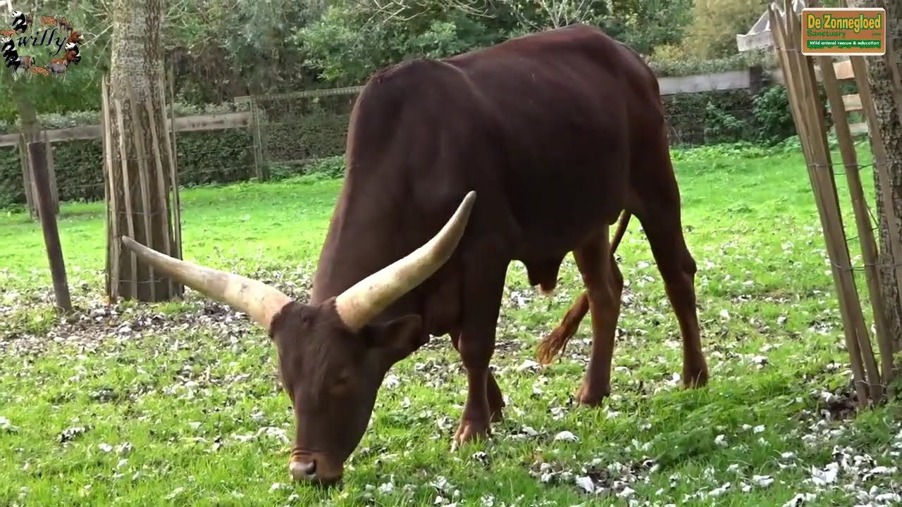 de zonnegloed oostvleteren