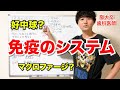 超わかりやすい！！免疫のシステムとは？？【解剖生理学01】