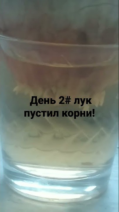 Лук пустил корни!! - YouTube