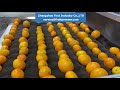 Citrus washing drying waxing sorting line