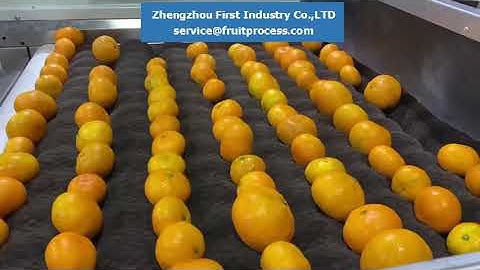 Citrus washing drying waxing sorting line