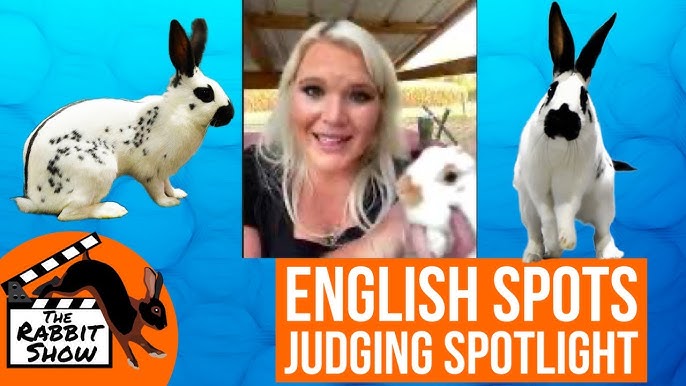 All English Winners - American English Spot Rabbit Club