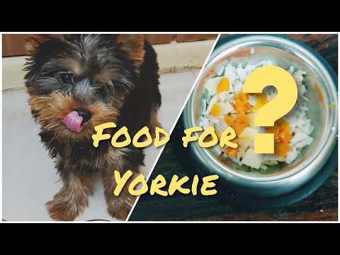 Video: How To Feed Your Yorkshire Terrier Puppy