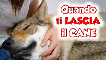 Cosa succede quando muore il cane?