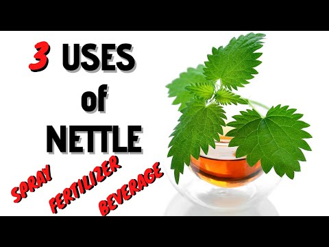 ቪዲዮ: Nettle ማዳበሪያ -ለተክሎች አመጋገብ እንዴት መረቅ ማዘጋጀት እንደሚቻል? የትግበራ ህጎች። የትኞቹ ዕፅዋት በአረንጓዴ ፍግ ሊጠጡ ይችላሉ?