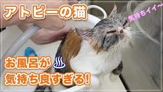 【ナッツちゃん⑤】トリートメント風呂に入れたら気持ちよすぎて寝た?!【アトピーの猫】