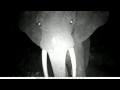 Elephant VS camera trap in Gabon. Un éléphant agresse un piège photo la nuit au Gabon