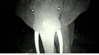 Elephant Vs Camera Trap In Gabon. Un Éléphant Agresse Un Piège Photo La Nuit Au Gabon