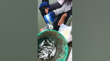 Cách câu cá rất lạ bạn đã thử chưa #shorts #viral