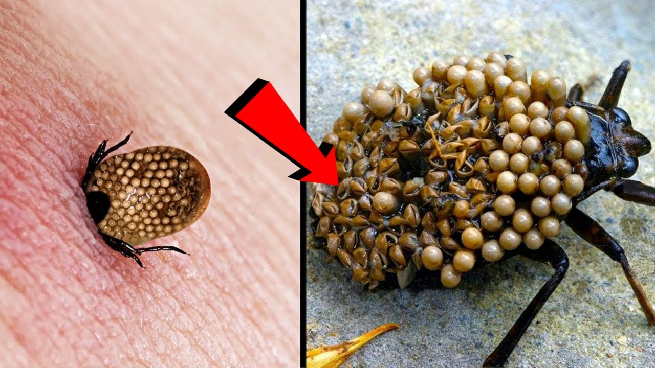 इन 5 जहरीले कीड़े से हमेशा बचकर रहें सबसे खतरनाक कीड़े Animals That Are Impossible To Kill