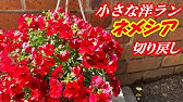 ネメシアの育て方 日常管理 花がら摘み Youtube