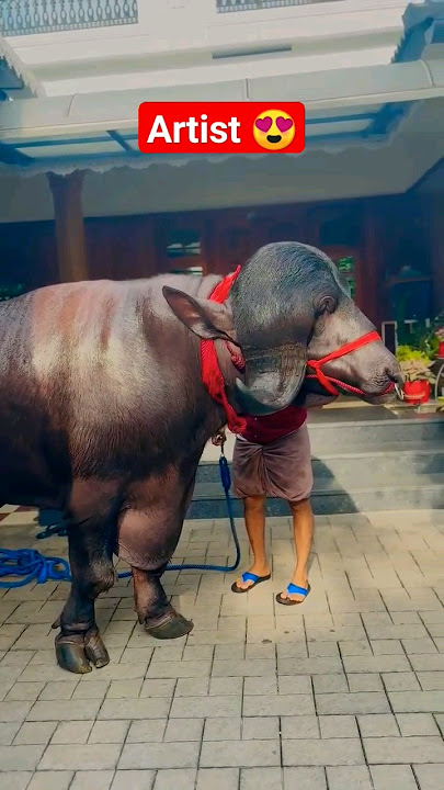 Gujarat Most Famous Breed 'JAFRABADI' ❤️👑🐮 #jafrabadi #buffalo #farmer #dairyfarm