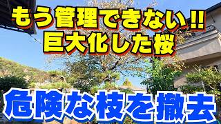 [Urgent!] Heavy pruning of overgrown cherry trees, walnut trees, and Japanese zelkova trees in Ok...