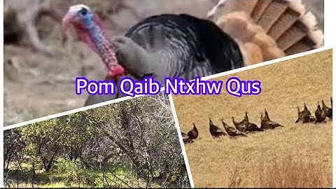 Koob Thaij Tsom Pom Qaib Ntxhw Qus