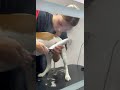 мисливський спанієль. м'які лапки для цуценя hunting spaniel. soft paws for a puppy