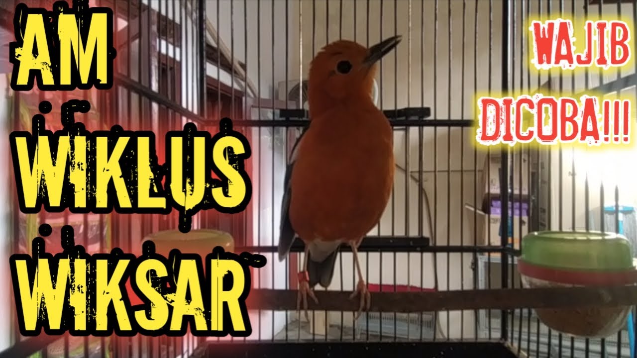 Cukup 5 menit, AM Bahan MACET akan aktif ngriwik | Anis Merah ngriwik Kasar