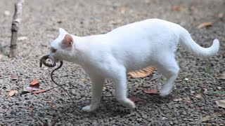 Cat holds a live healthy SNAKE in its mouth and plays with it