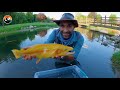 GOLDEN TROUT - Animal Crossing's Rare Fish?
