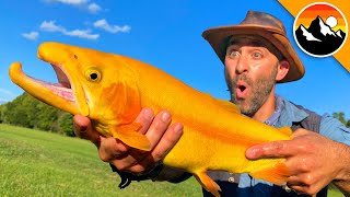 GOLDEN TROUT  Animal Crossing's Rare Fish?