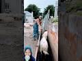 Kambing aja pacaran, masa kalian gak ‼️😱#shorts #dubbing #funny