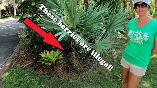 Saw Palmetto Berries Are Illegal To Harvest Unless...