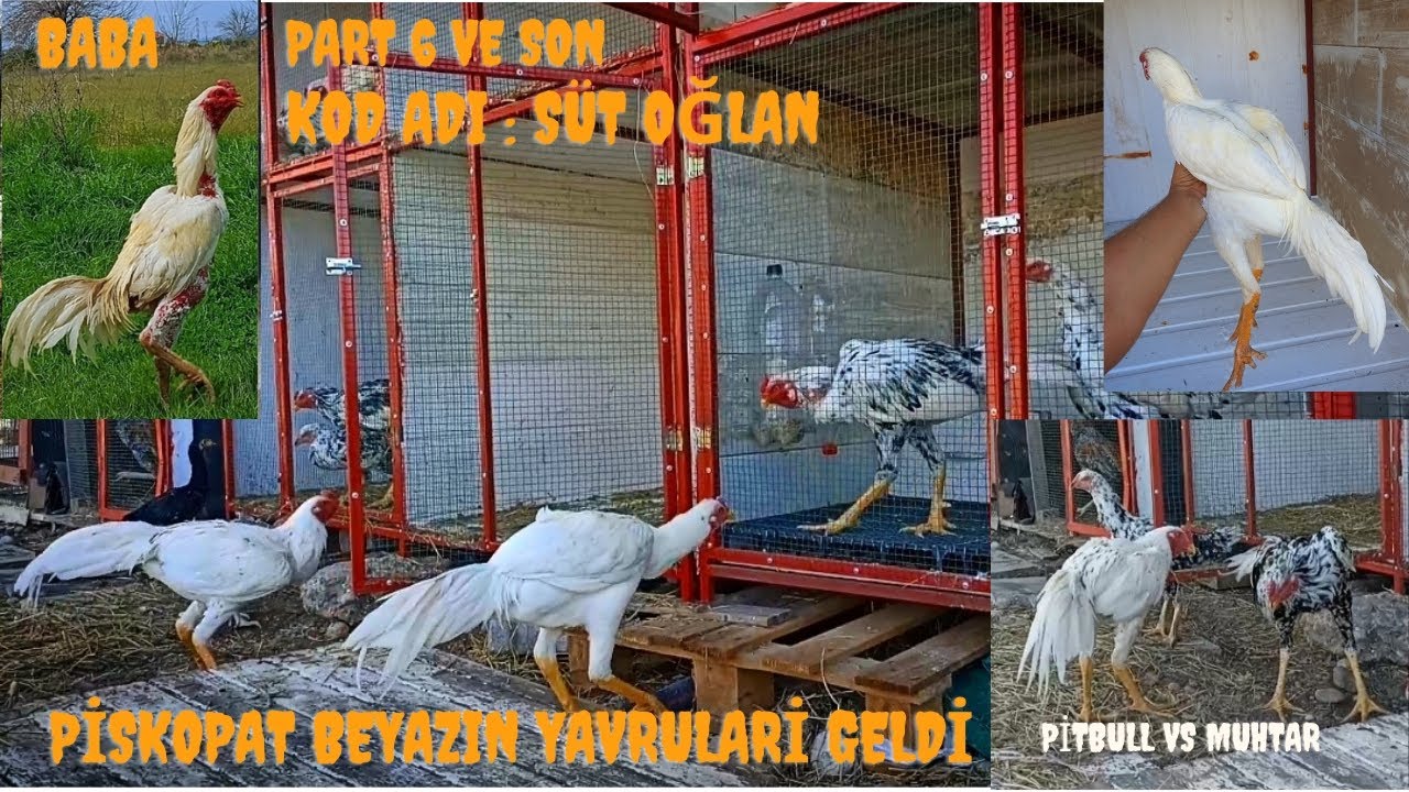 Piskopat Beyaz Hint Horozumun 6 tane yavrusu geldi Part: 6 Son