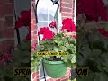 So Pretty Flowers Bloom In My Front Yard Gardenlife Planting Trending Viralshort Youtube So Pretty Flowers Bloom In My Front Yard Gardenlife Planting Trending Viralshort Youtube