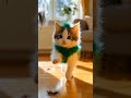Funny Cats and Dogs Compilation | Cute & Hilarious Pets 2025 #shorts