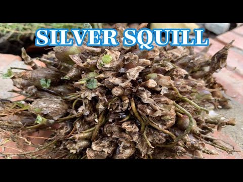 Silver Squill - Ledebouria Socialis