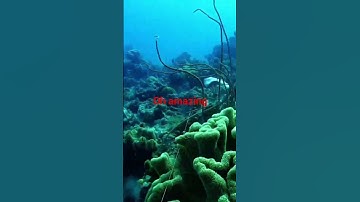 #fisher #kayani #sea #fishes #rever #hunting #trap #amazing#YouTube short video