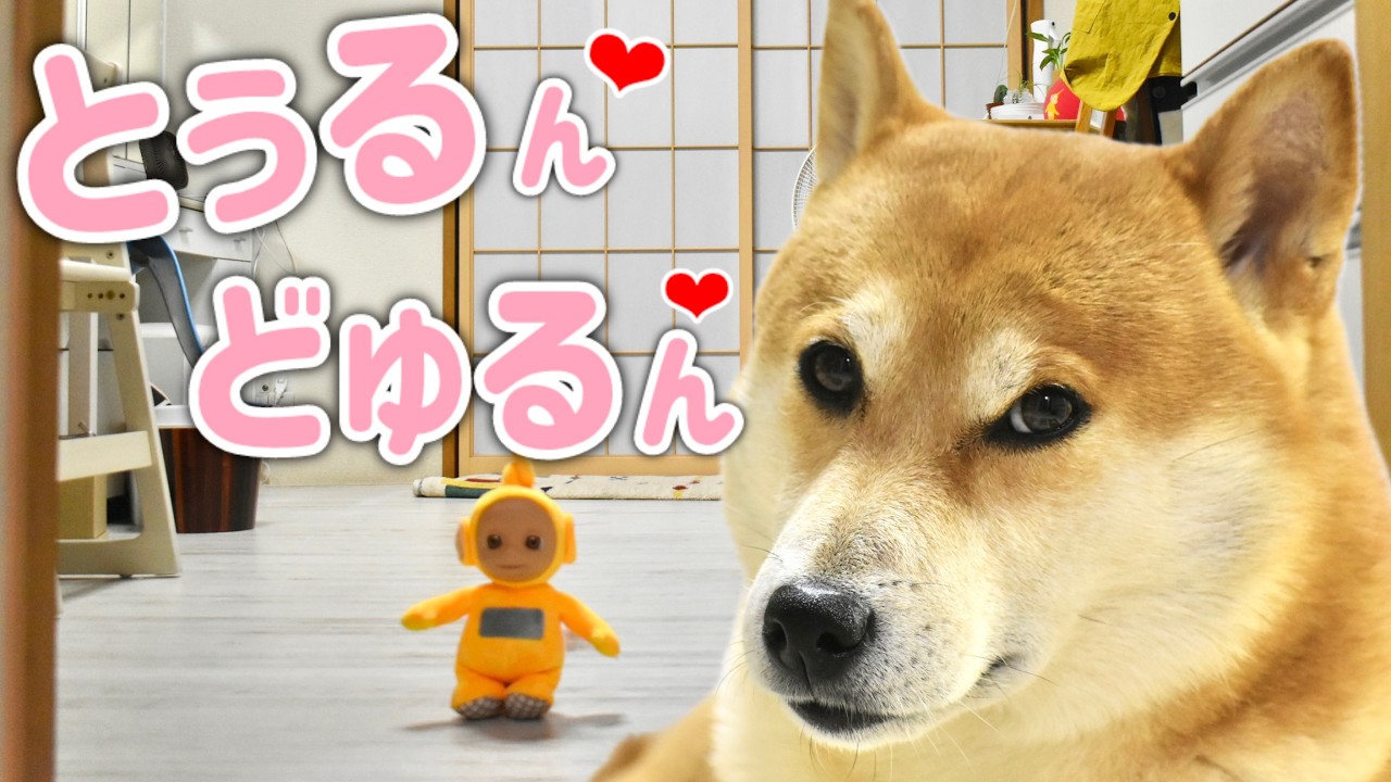 ゴトウ ユミコさん作、芝犬。 A Shiba Inu destroys a two-year-old's treasured possession and
