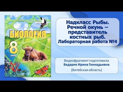 Тип Хордовые. Тема 26. Надкласс рыбы. Речной окунь — представитель костных рыб.