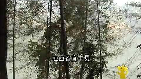 315晚會：一次性筷子是這樣生產出來的！ - 天天要聞