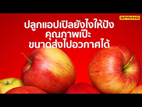 วีดีโอ: ปลูกต้นแอปเปิล คำแนะนำจากชาวสวน