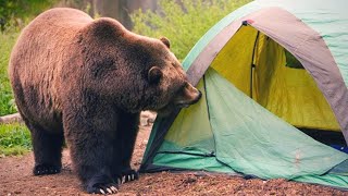 ВЫЖИВШИЙ НА ПЛАТО ПУТОРАНА!  Putorana Plateau