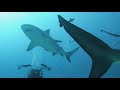 Bull Shark Diving, Playa Del Carmen Mexico, November 2020 | GoPro Hero 9 Underwater