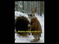 ЗАЯЦ против медведя нейросеть Ai юмор ии мем Funny Song Funnyshorts смешныеживотные Viral 