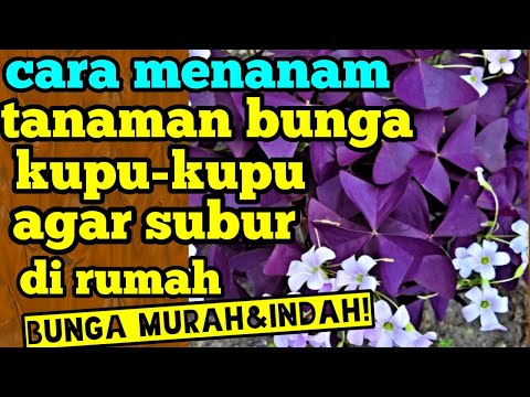Video: Bunga Vallot (35 Foto): Perawatan Dan Budidaya Di Rumah, Deskripsi Spesies: Cantik, Ungu. Vallotta Berbunga (zitantus)