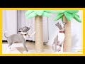 [ENG/KOR] Is This Puppy or Kitten? : Cutest Italian Greyhound Ever :