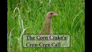 The Corn Crake (Crex crex)  A Mysterious Call