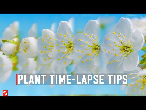 How I Shot My First Plant Time-Lapse | Shutterstock Tutorials