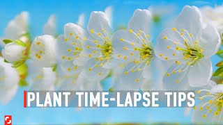 How I Shot My First Plant Time-Lapse  | Shutterstock Tutorials