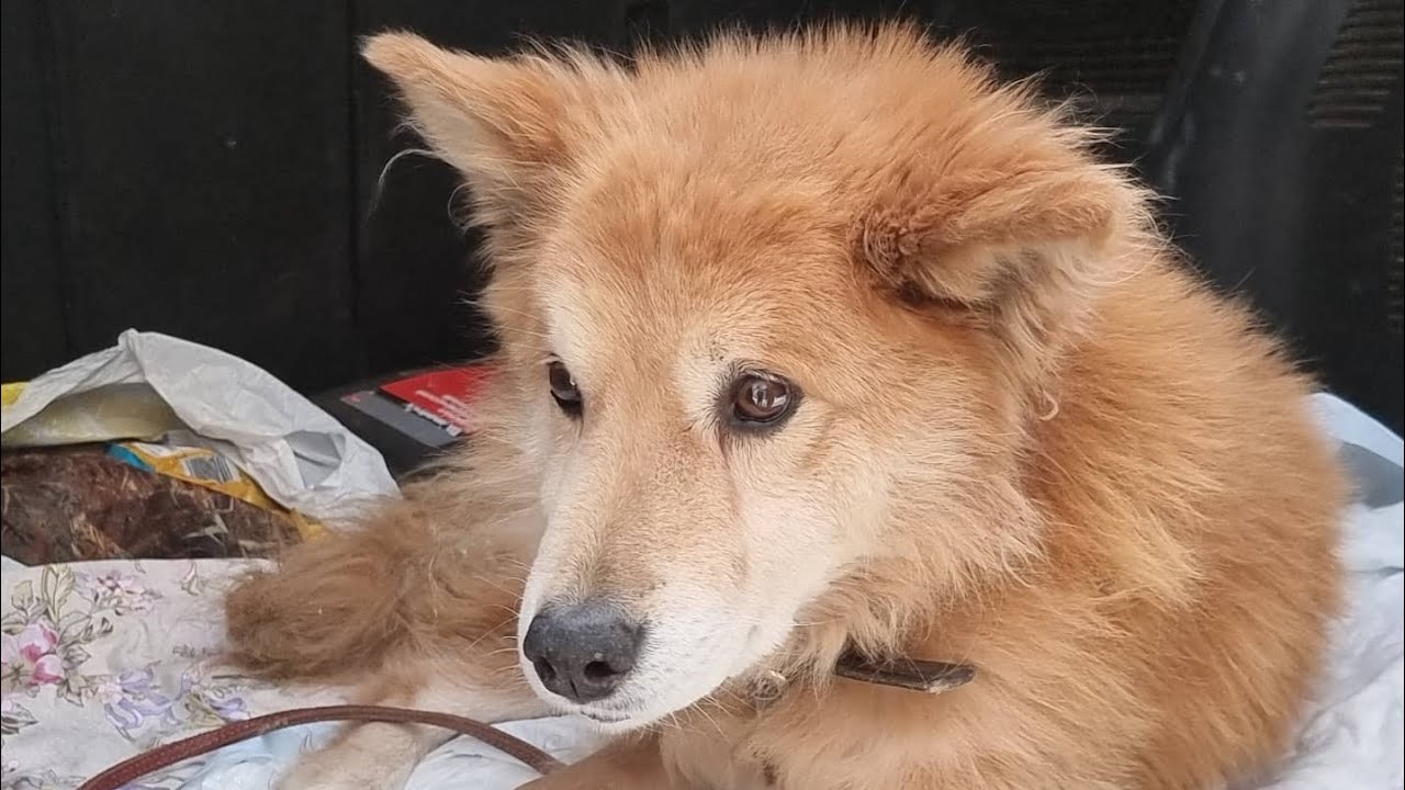 Машина гнездилова из пса Машина гнездилова из пса
