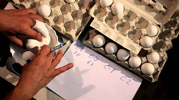 Сколько в среднем вес яйца
