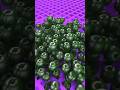 Footballs Falling #roblox​ #satisfying​