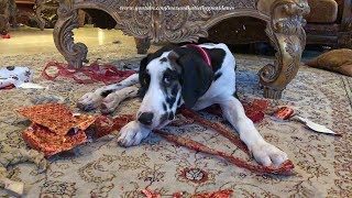 Mikey the Great Dane Puppy is full of mischief. What and laugh as M...