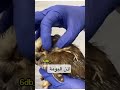 سبحان الله شاهد شكل اذن البومة البومة سبحان الله شاهد شكل اذن البومة البومة