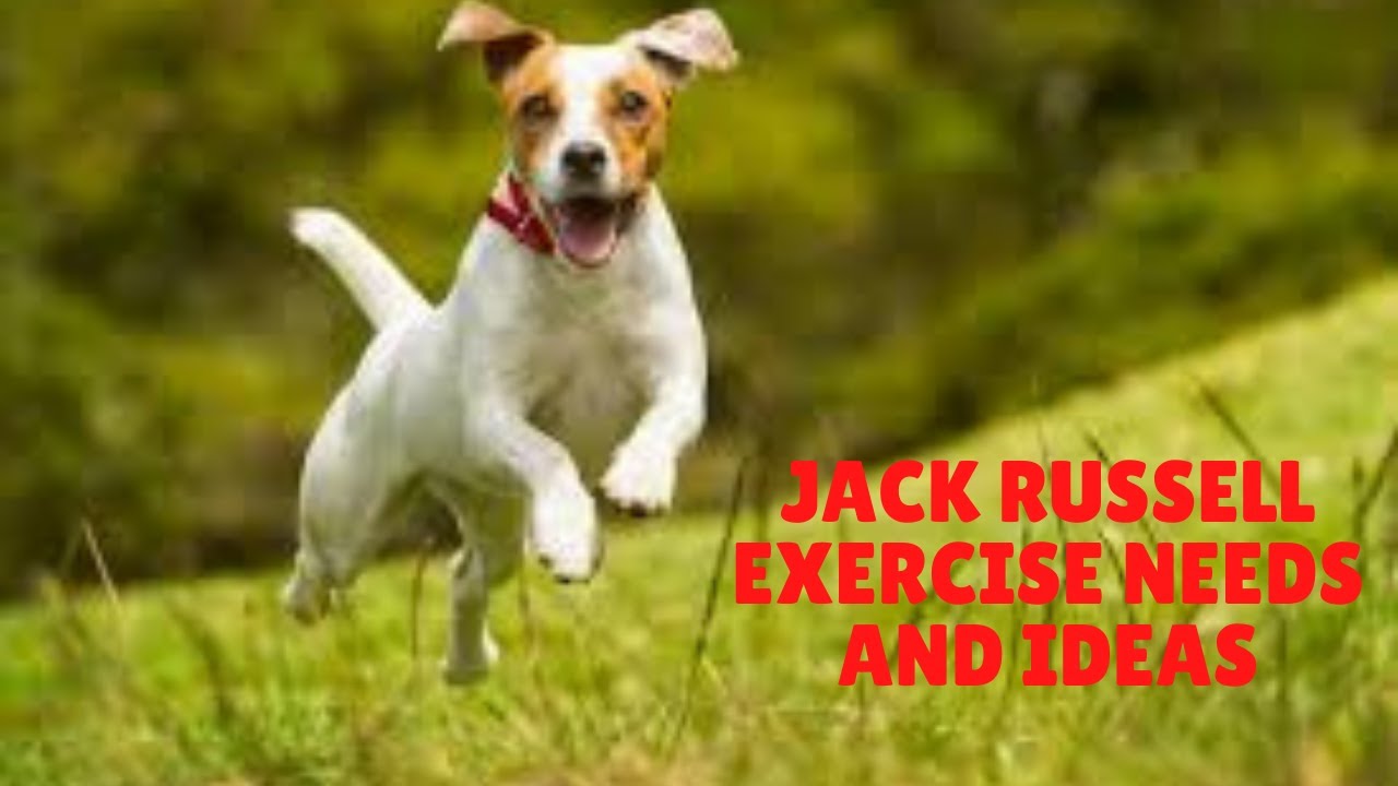 Jack Russell Terrier Exercise [Needs And Ideas]