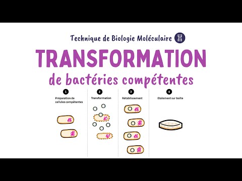 Vidéo: Quel est l'objectif du laboratoire de transformation bactérienne pGLO ?